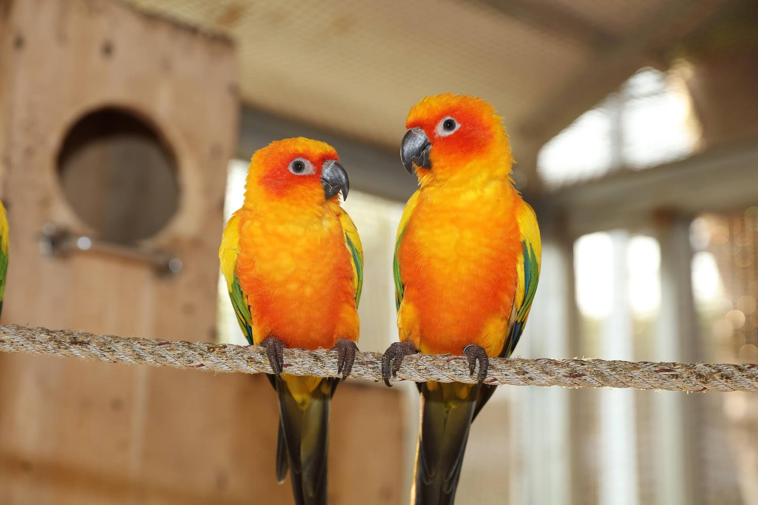 Bird Products