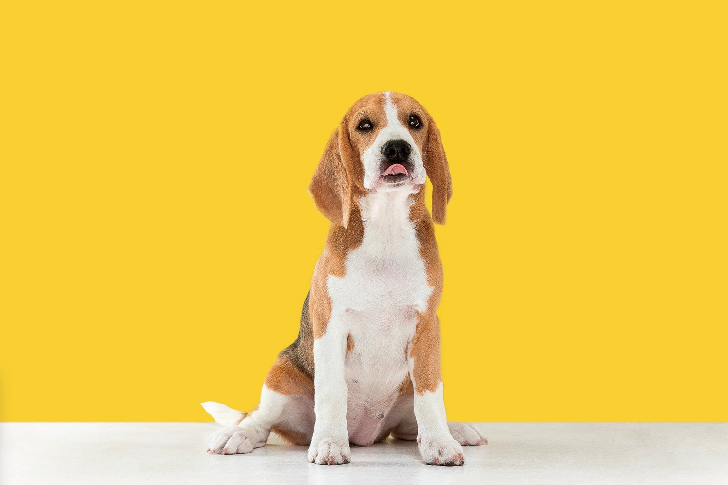 Dog Products