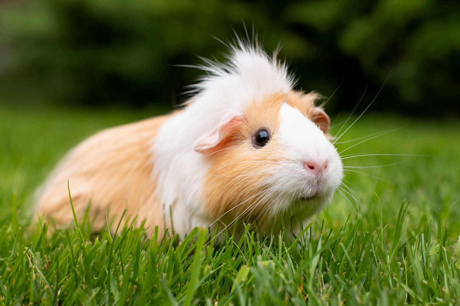 Small Animal Products