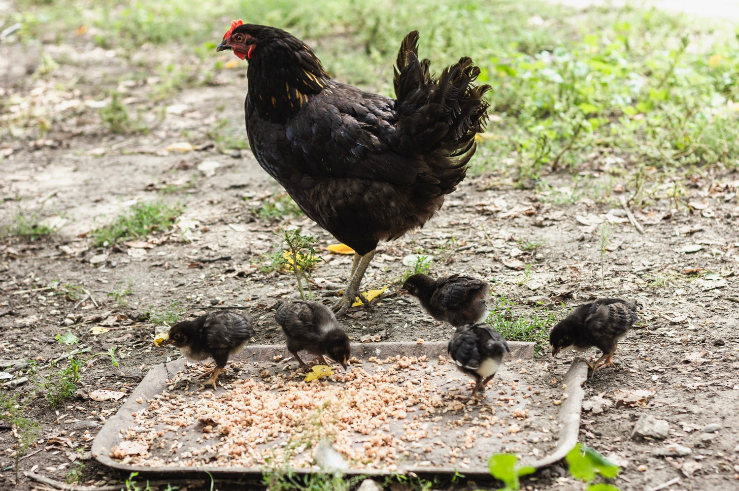 Farm Products