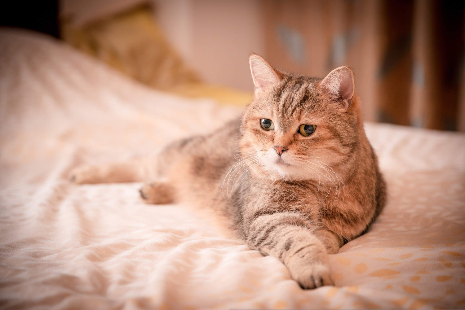 Cat Products