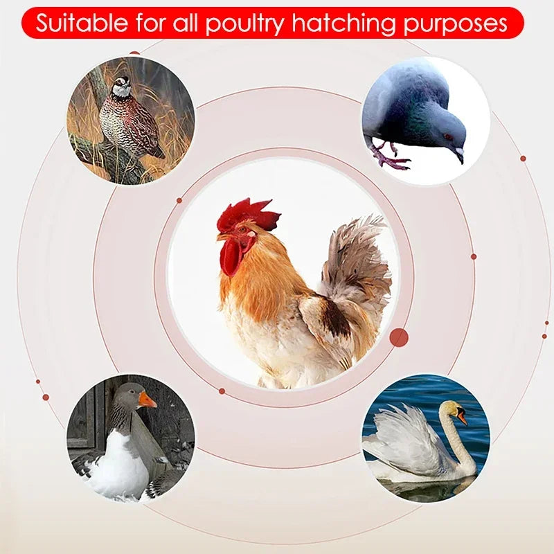 Farm Poultry Fully Automatic Turning Egg Incubator Dual-Electric Mini Household Brooder for Chicken Goose Duck Bird 16 Eggs 220V