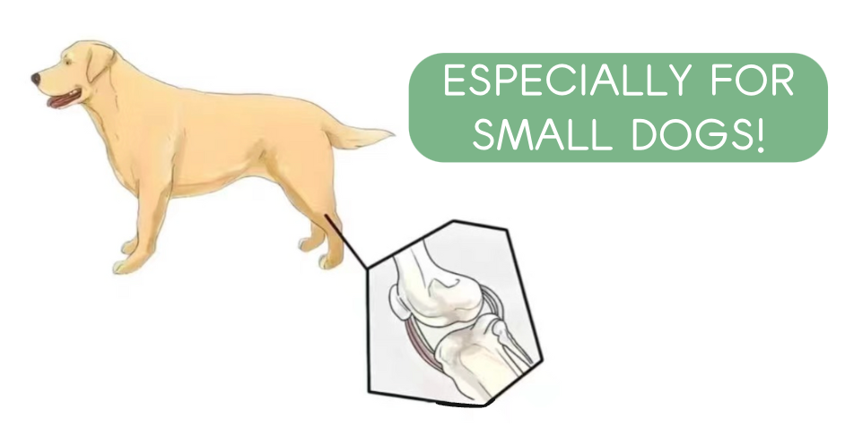 Learn About a Common Dog Illness Every Day  ——Patellar Luxation