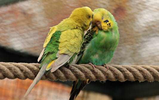 Say Goodbye to Mess! Auto Bird Feeder for Elegant Parrot Care