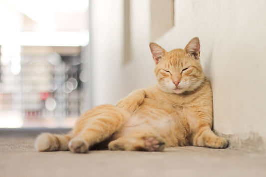 Did You Know? Kittens Actually Dream!