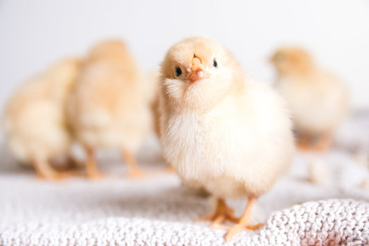 From Egg to New Home: A Guide to Using Automatic Incubators and Transferring Chicks